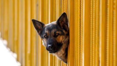 Za zostawianie psa na balkonie kara do pół tysiąca euro