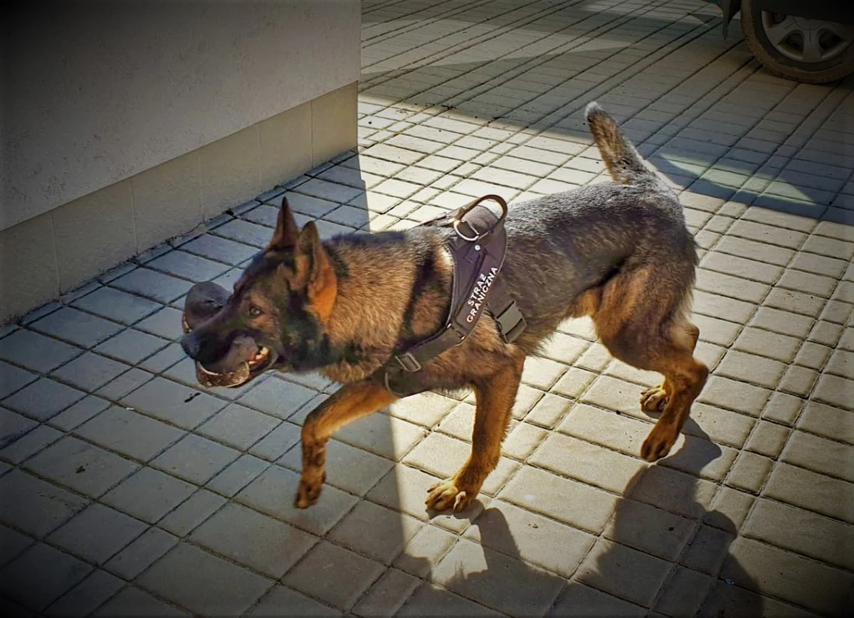 Trzech obywateli Libanu próbowało nielegalnie przekroczyli tzw. zieloną granicę z Ukrainy. Zostali zatrzymali przez strażników granicznych z Lubaczowa. Na trop ukrywających się na mokradłach imigrantów wpadł pies.