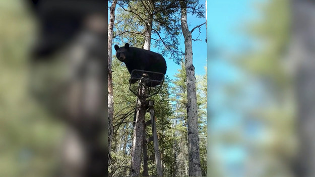 Leśniczy z Kanady nagrał jak dyskutuje z niedźwiedziem, po tym jak drapieżnik zajął jego posterunek na drzewie. Finał?