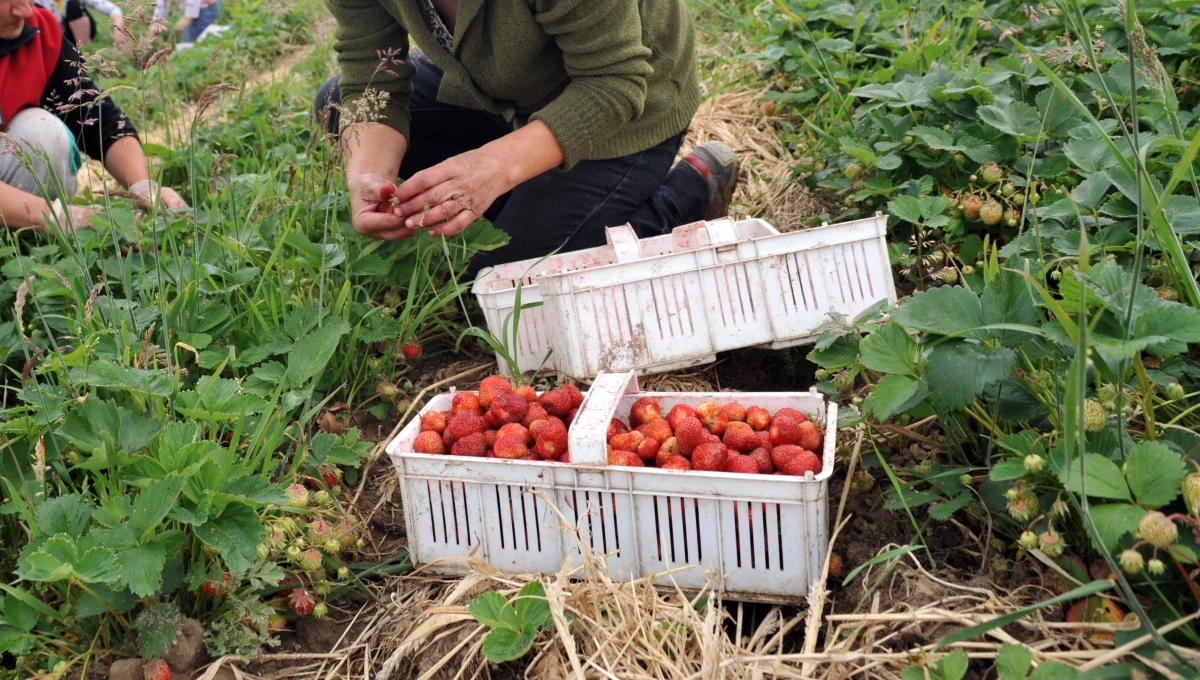 ​W Holandii rozpoczyna się okres na sezonową pracę w ogrodnictwie. Do pracy na polach czy w szklarniach jak co roku przyjeżdżają setki Polaków, chociaż - jak donosi nasza dziennikarka Katarzyna Szymańska-Borginon - coraz częściej zastępują ich Rumuni i Bułgarzy. Razem z Izabelą Muchowską z największego związku zawodowego w Holandii przygotowaliśmy poradnik, który warto przeczytać przed wyjazdem do pracy w Holandii.