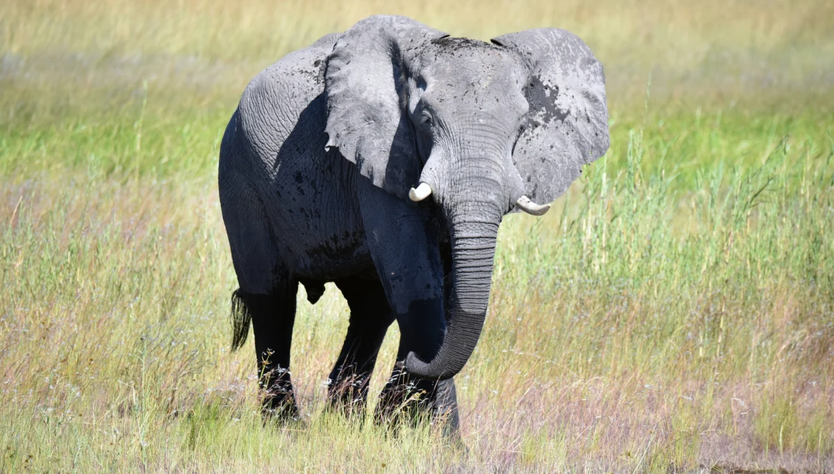 Rząd w afrykańskiej Namibii zezwolił na sprzedaż tysiąca dzikich zwierząt - w tym słoni i żyraf - by zmniejszyć straty wśród fauny. W kraju panuje susza i ogłoszono stan wyjątkowy.