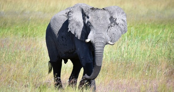 Rząd w afrykańskiej Namibii zezwolił na sprzedaż tysiąca dzikich zwierząt - w tym słoni i żyraf - by zmniejszyć straty wśród fauny. W kraju panuje susza i ogłoszono stan wyjątkowy.