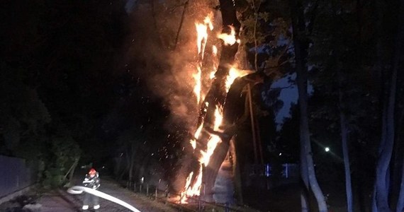 W nocy w Warszawie w płomieniach stanął ponad 600-letni dąb Mieszko Pierwszy. Strażacy walczyli z ogniem do 3 w nocy.