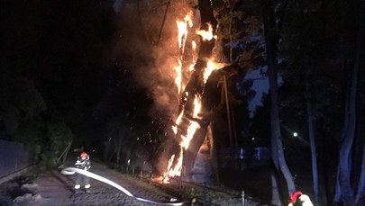Jedno z najstarszych drzew w Polsce w ogniu. Dąb może runąć