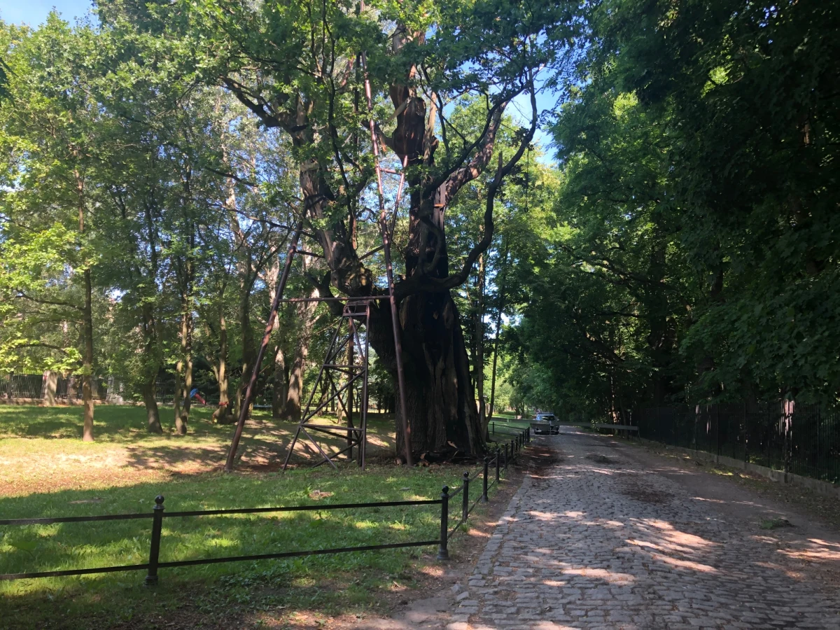 Najpóźniej jutro zapadną pierwsze decyzje o dalszych losach uszkodzonego drzewa, które jest jednym z najstarszych w Polsce. Chodzi o liczący ponad 600 lat dąb Mieszko, który rośnie na warszawskim Ursynowie. W nocy z niedzieli na poniedziałek drzewo częściowo spłonęło.  W związku z pożarem Biuro Ochrony Środowiska złożyło zawiadomienie o możliwości popełnienia przestępstwa. 