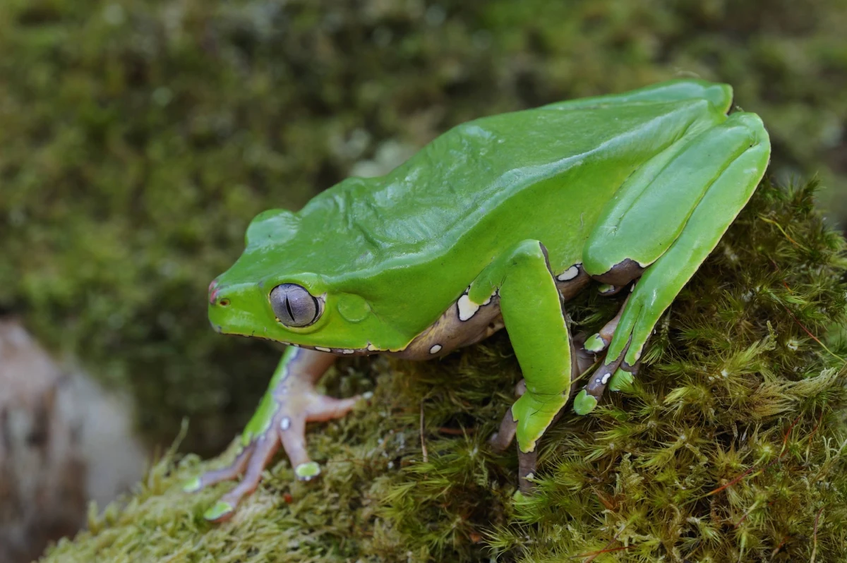Prokuratura umorzyła śledztwo w sprawie śmierci 30-latki podczas tak zwanej ceremonii Kambo - dowiedział się nasz reporter. Kobieta, która uczestniczyła w zabiegu "oczyszczania organizmu" za pomocą wydzieliny żaby z Puszczy Amazońskiej, zmarła prawie trzy lata temu w Grodzisku Mazowieckim. Decyzja prokuratury oznacza, że nikt nie poniesie kary za to co się stało. 