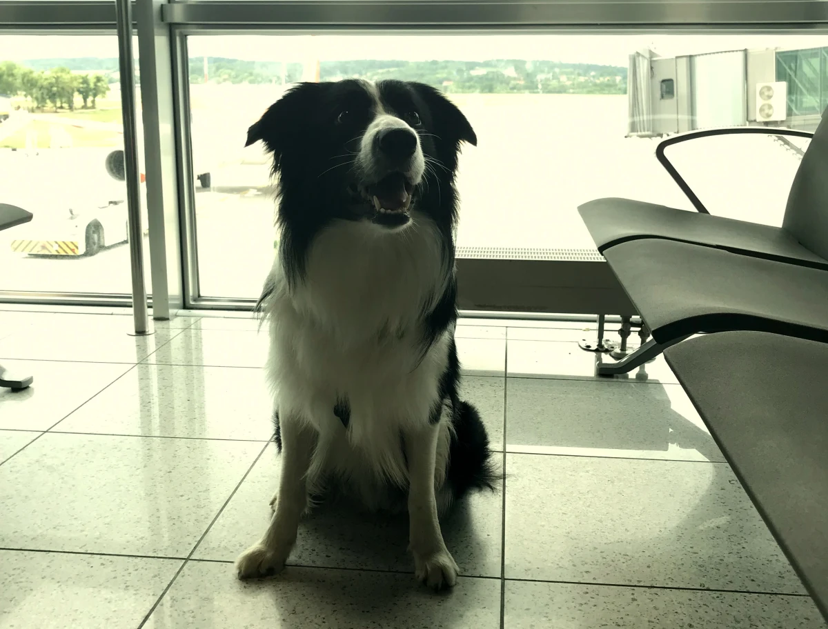 To pierwszy tego typu projekt w Polsce. W międzynarodowym porcie lotniczym w Krakowie – Balicach wprowadzono dogoterapię. Na terminalu odlotów, podróżni mogą pogłaskać, posiedzieć lub pobawić się z psem. Pupilem, który pomaga im rozładować stres i napięcie przed podniebną podróżą jest półtoraroczny border collie o imieniu Zen. 