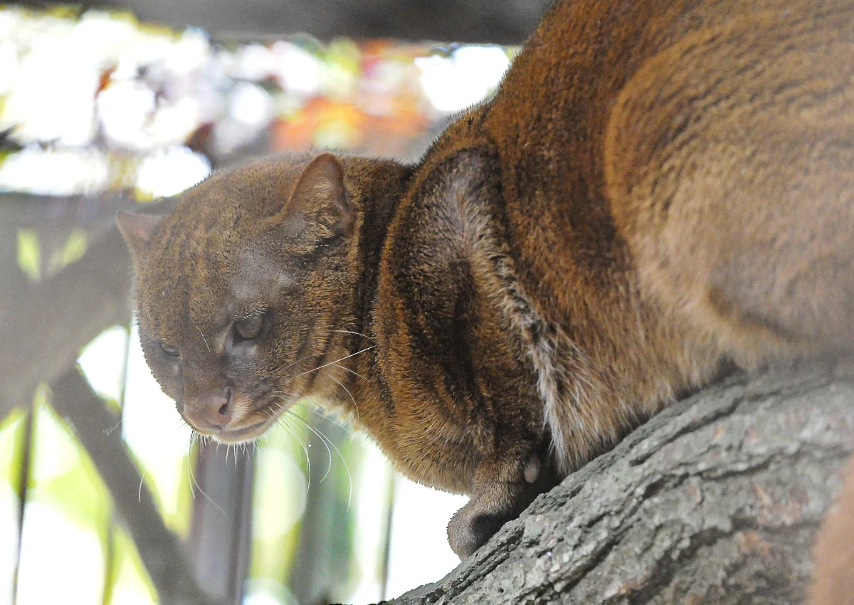 W lasach w rejonie miasta Hradec Jindrzichuv w południowych Czechach pojawiła się amerykańska puma. Zwierzę prawdopodobnie uciekło hodowcy - ostrzega lokalna policja i apeluje do turystów, aby nie próbowali zaprzyjaźnić się z pumą. 