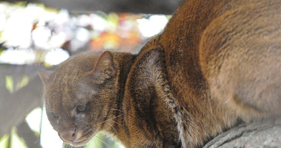 W lasach w rejonie miasta Hradec Jindrzichuv w południowych Czechach pojawiła się amerykańska puma. Zwierzę prawdopodobnie uciekło hodowcy - ostrzega lokalna policja i apeluje do turystów, aby nie próbowali zaprzyjaźnić się z pumą. 