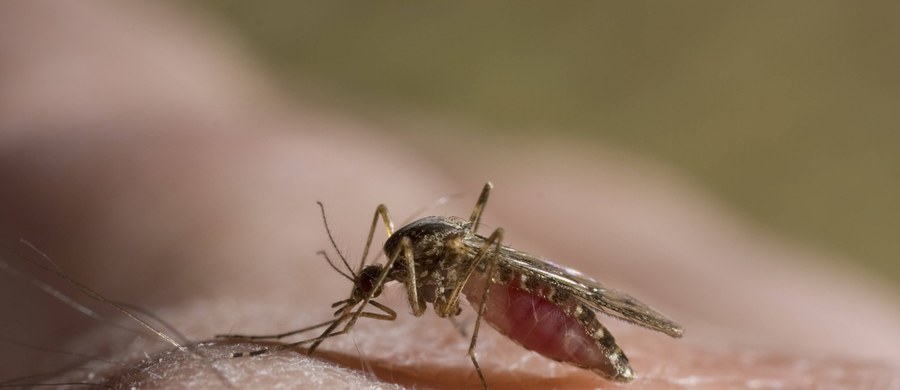 Mieszkańcy niemal całej Polski zmagają się z plagą komarów. Na początek lata sprawdzamy, czy i jakie sposoby na ochronę przed komarami są najlepsze. 