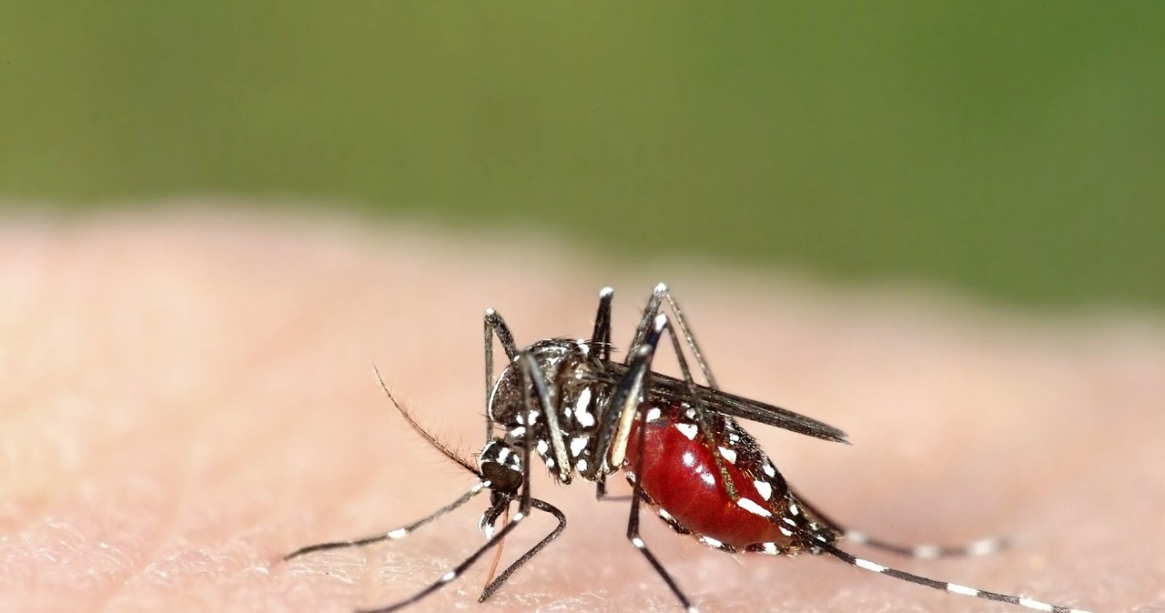 Cieplejsze miesiące zachęcają do różnych aktywności na zewnątrz - niestety związane są z tym ataki komarów. Istnieją różne specyfiki na komary i inne sposoby na to, jak je odstraszyć, ale co je tak właściwie przyciąga? Jest to woń naszego ciała. Badacze wskazali na trzy kluczowe zapachy, które działają na komary niczym magnes.
