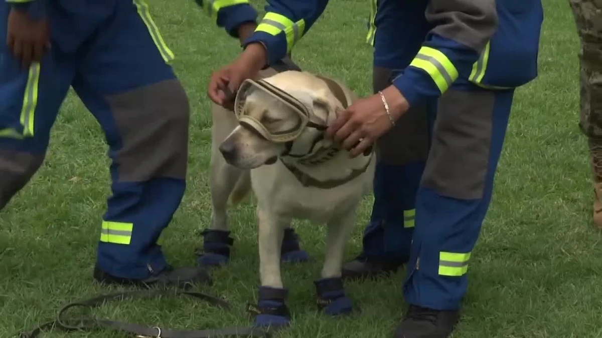 Pies ratowniczy Frida zyskał światową sławę po trzęsieniu ziemi, które w 2017 roku nawiedziło Meksyk. Suka uratowała wtedy 12 osób z zawalonych budynków i zlokalizowała 41 ciał pogrzebanych pod gruzami. Teraz po 9 latach służby w meksykańskiej marynarce wojennej przechodzi na emeryturę. 