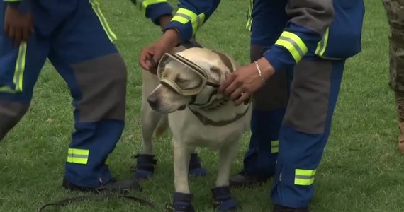 Pies ratowniczy Frida zyskał światową sławę po trzęsieniu ziemi, które w 2017 roku nawiedziło Meksyk. Suka uratowała wtedy 12 osób z zawalonych budynków i zlokalizowała 41 ciał pogrzebanych pod gruzami. Teraz po 9 latach służby w meksykańskiej marynarce wojennej przechodzi na emeryturę. 