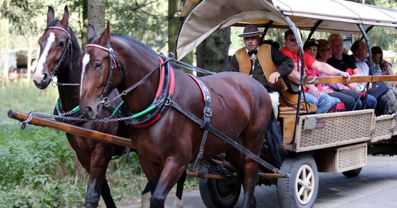Mimo upałów konie nadal wożą turystów w kierunku Morskiego Oka. Pracownicy Tatrzańskiego Parku Narodowego zapewniają, że cały czas monitorują ich stan i dbają o to, by nie działa im się krzywda.