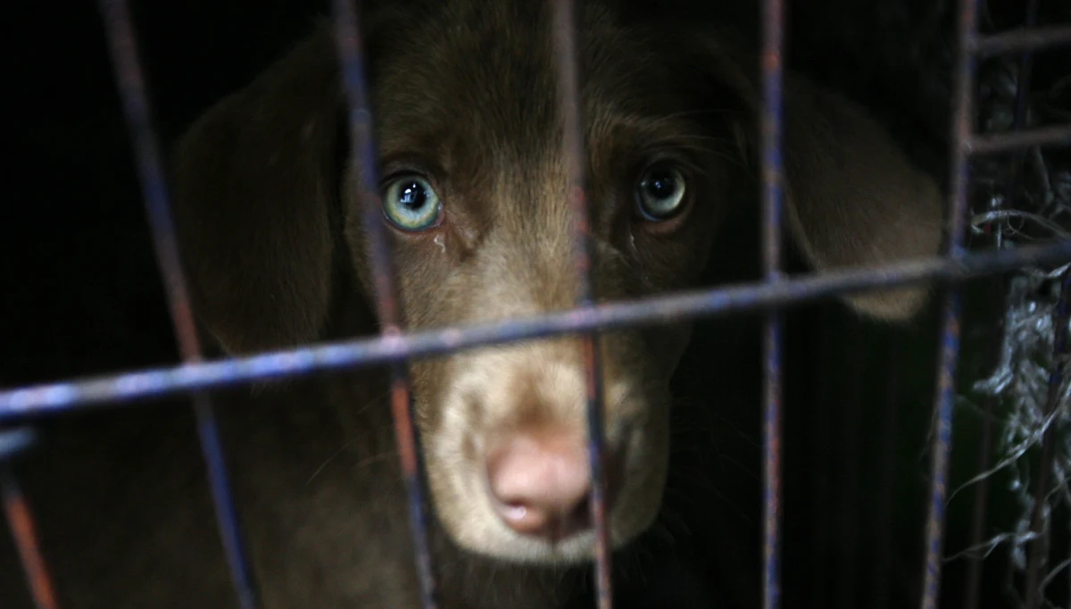 ​Ponad 13 tysięcy psów miesięcznie jest zabijanych w indonezyjskim mieście Surakarta z powodu zapotrzebowania na mięso. Aktywistom udało się dostać do jednej z rzeźni i zarejestrować na filmie okrutny proces.