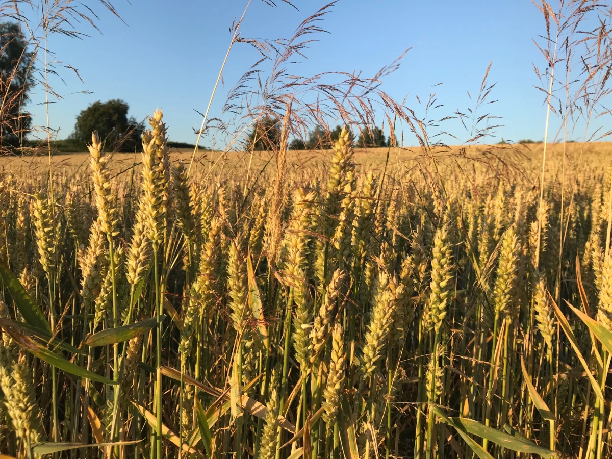 "To katastrofalna sytuacja. Przez suszę zniszczona może być połowa plonów albo jeszcze więcej" - skarżą się w rozmowie z RMF FM rolnicy z Mazowsza. Przedstawiciele tego, a także dziewięciu innych województw, szacują straty spowodowane wysoką temperaturą. Pierwsze raporty w najbliższych dniach trafią do resortu rolnictwa. Reporter RMF FM Michał Dobrołowicz rozmawiał z rolnikami z gmin Baranów i Buszyce w powiecie grodziskim na Mazowszu.
