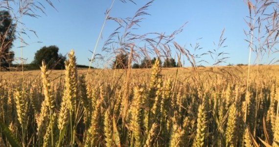 "To katastrofalna sytuacja. Przez suszę zniszczona może być połowa plonów albo jeszcze więcej" - skarżą się w rozmowie z RMF FM rolnicy z Mazowsza. Przedstawiciele tego, a także dziewięciu innych województw, szacują straty spowodowane wysoką temperaturą. Pierwsze raporty w najbliższych dniach trafią do resortu rolnictwa. Reporter RMF FM Michał Dobrołowicz rozmawiał z rolnikami z gmin Baranów i Buszyce w powiecie grodziskim na Mazowszu.