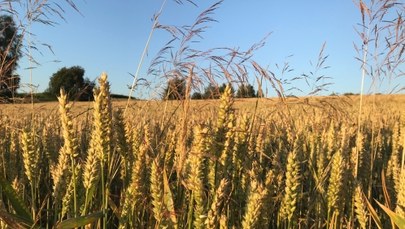 Rolnicy o suszy: ​Pszenica schnie na pniu, kukurydza zwinięta w trąbkę
