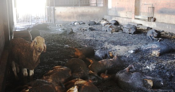 Ponad 500 strażaków walczy w czwartek od rana z dużym pożarem, który wybuchł na terenie katalońskiej prowincji Tarragona w północno-wschodniej Hiszpanii. Żywioł strawił przed południem prawie 6 tys. hektarów lasów i terenów rolnych.