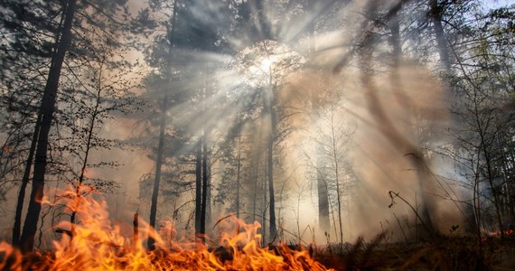 "To zatrważająca liczba" - ocenia rzecznik prasowy komendanta głównego PSP st. bryg. Paweł Frątczak, podsumowując miniony miesiąc. W czerwcu w Polsce strażacy ugasili 1536 pożarów lasów. Według informacji policji, na każde 10 przypadków pożarów dziewięć jest spowodowanych przez człowieka.