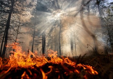 Ponad 1,5 tysiąca pożarów lasów w czerwcu