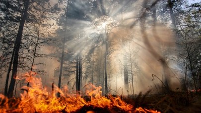 Ponad 1,5 tysiąca pożarów lasów w czerwcu