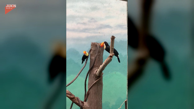 Turyści w zoo byli świadkami walki dwóch tukanów. Jak widać na filmie, wystarczyło spojrzenie... 