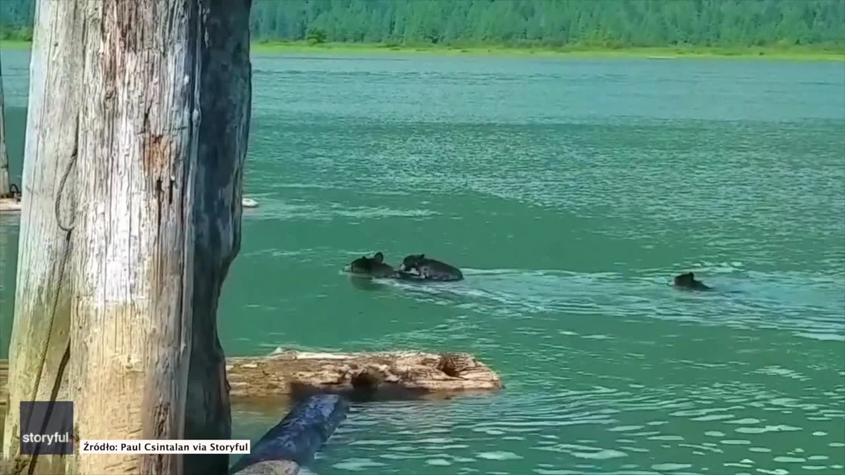 Matki gotowe są na każdy bohaterski czyn. Także w świecie zwierząt. Ta niedźwiedzica ruszyła na ratunek swoim dzieciom, gdy zobaczyła, że są bliskie utonięcia. Na szczęście zareagowała w porę i małe niedźwiadki bezpiecznie wróciły z nią na stały ląd.