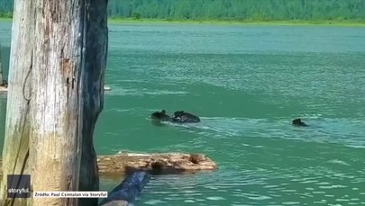 ​Udana akcja! Niedźwiedzica ratuje małe przed utonięciem