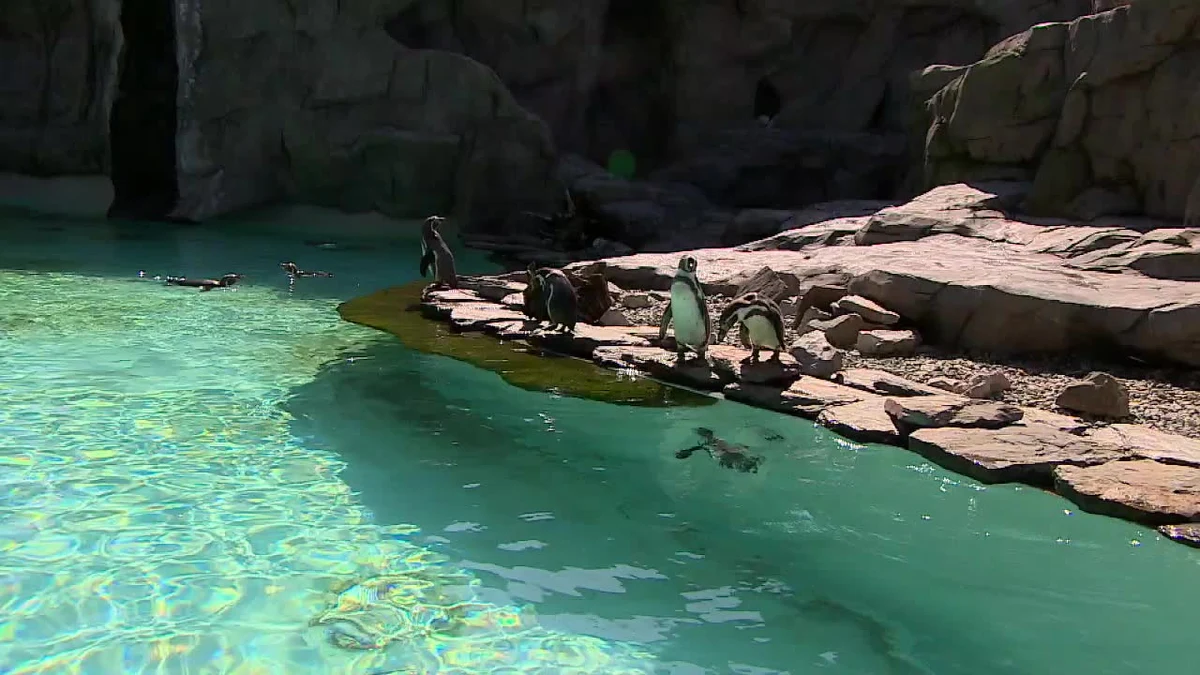 W krakowskim zoo przybywa nowych mieszkańców. W zeszłym tygodniu na świat przyszła m.in. zebra. Wcześniej wykluły się dwa małe pingwiny. Do grona podopiecznych dołączyły także tygrys, wielbłąd i lemury. Niewątpliwą atrakcją pozostaje też młoda żyrafa.