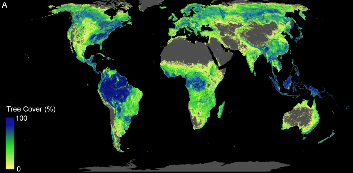 Przywracanie pokrywy leśnej na Ziemi, tam, gdzie jest to możliwe, może okazać się najskuteczniejszą metodą walki z ociepleniem klimatu - piszą na łamach czasopisma "Science" badacze z Crowther Lab przy Politechnice Federalnej (ETH) w Zurychu. Ich przełomowa praca pokazuje, że lasy mogą przechwycić nawet dwie trzecie wyemitowanych przez gospodarkę człowieka gazów cieplarnianych. By tak się stało, powinniśmy zalesić teren porównywalny z obszarem Stanów Zjednoczonych Ameryki. Co najistotniejsze, można to zrobić praktycznie bez zmniejszania powierzchni terenów przeznaczonych obecnie pod uprawy rolne.