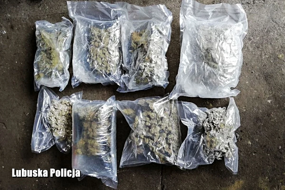 "Lubuscy policjanci przejęli w przygranicznym Kostrzynie nad Odrą prawie 3 kg marihuany o wartości ok. 150 tys. zł. Narkotyki były schowane w oponach auta przewożonego na przyczepie ciężarówki" – poinformował we wtorek Maciej Kimet z zespołu prasowego lubuskiej policji.