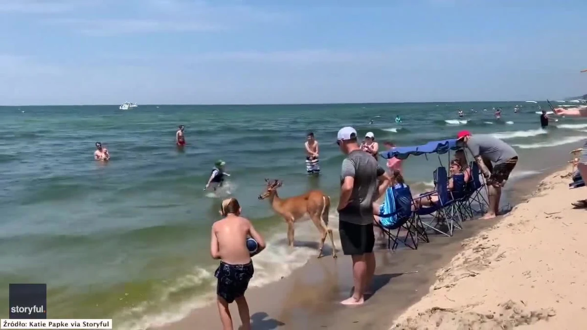 Jeleń na wakacjach. Zwierzę postanowiło zażyć kąpieli, a plażowicze byli zszokowani. Miało to miejsce u wybrzeża jeziora Michigan w Stanach Zjednoczonych. "Zachowywał się jak pies. Pozwalał się głaskać i robić sobie zdjęcia" - powiedziała jedna z turystek.