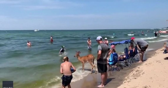 Jeleń na wakacjach. Zwierzę postanowiło zażyć kąpieli, a plażowicze byli zszokowani. Miało to miejsce u wybrzeża jeziora Michigan w Stanach Zjednoczonych. "Zachowywał się jak pies. Pozwalał się głaskać i robić sobie zdjęcia" - powiedziała jedna z turystek.