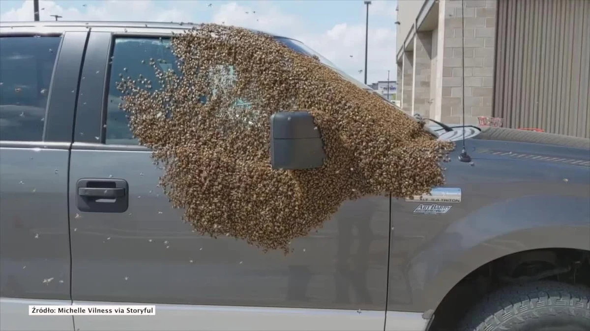 Rój pszczół obsiadł samochód na parkingu przed centrum handlowym w mieście Saskatoon na południu Kanady. Interweniowali pszczelarze, który bezpiecznie usunęli insekty. Zdaniem specjalistów, występowanie roju w miejscu publicznym może oznaczać, że królowa opuściła swoje pszczoły albo została uwięziona w samochodzie, a "poddani" ruszyli jej na ratunek. 
