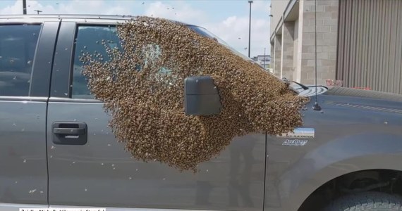 Rój pszczół obsiadł samochód na parkingu przed centrum handlowym w mieście Saskatoon na południu Kanady. Interweniowali pszczelarze, który bezpiecznie usunęli insekty. Zdaniem specjalistów, występowanie roju w miejscu publicznym może oznaczać, że królowa opuściła swoje pszczoły albo została uwięziona w samochodzie, a "poddani" ruszyli jej na ratunek. 