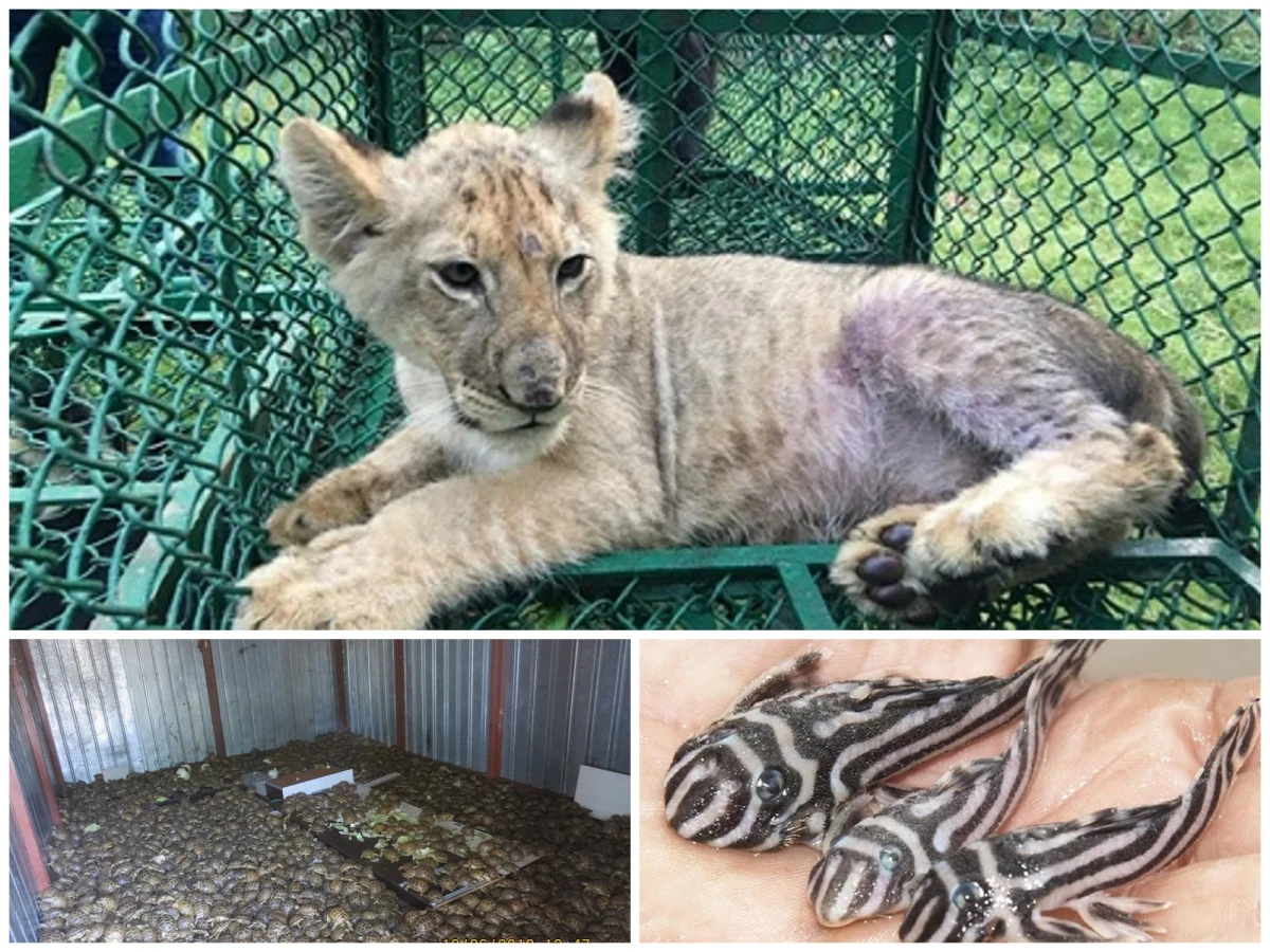 Kotowate, naczelne, żółwie, gady, ptaki, a nawet rekiny - tysiące dzikich zwierząt skonfiskowano w czerwcu w operacji przeprowadzonej w ponad stu krajach na świecie i wymierzonej w handel dziką fauną i florą - podał w środę Interpol. Blisko 600 osób zatrzymano.