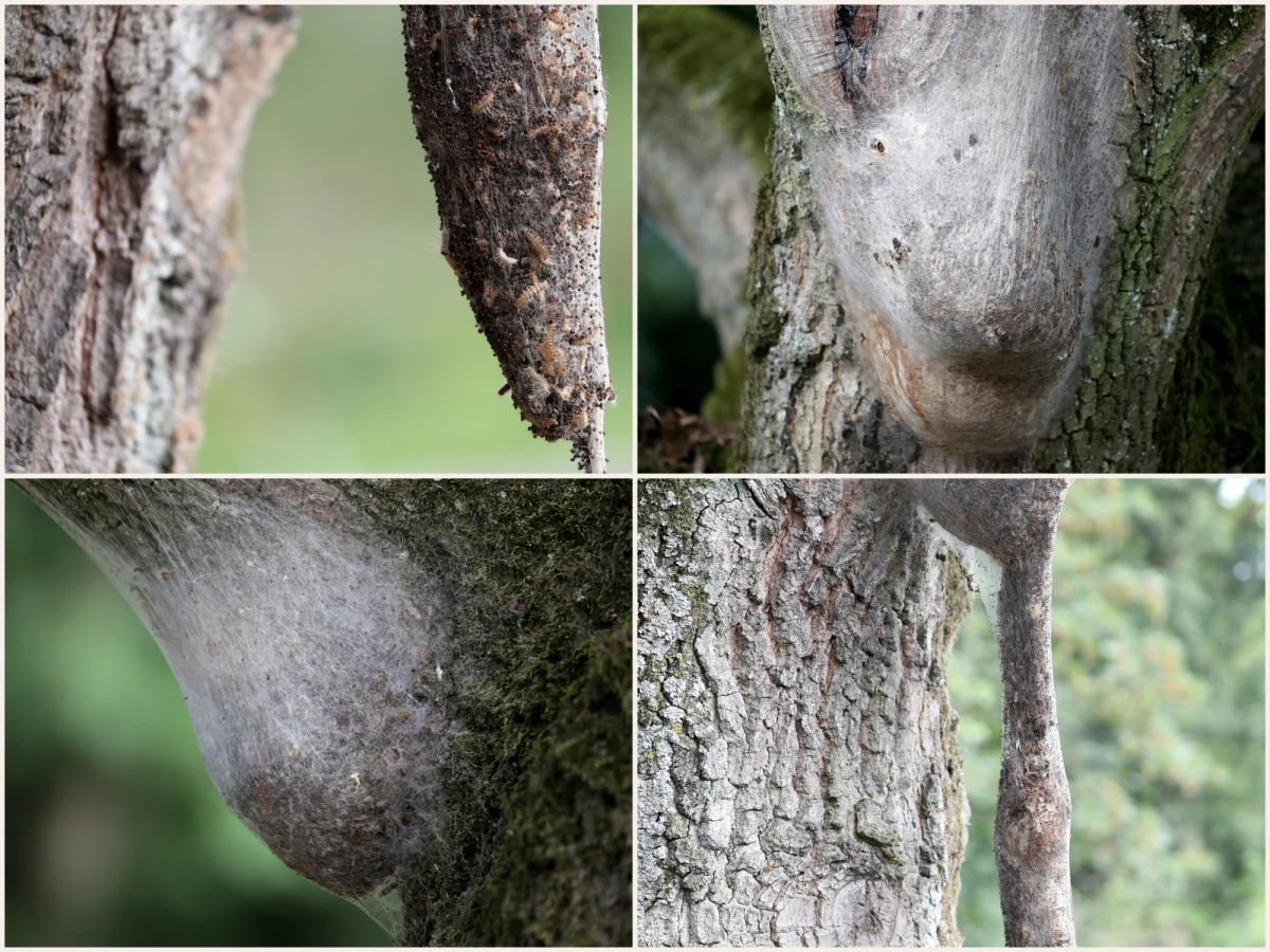 Niemcy walczą z inwazją gąsienic korowódki dębówki (Thaumetopoea processionea). Po łagodnej zimie i ciepłej wiośnie utkane przez nie jedwabne gniazda zwisają niemal na każdym dębie. Gąsienice są o tyle groźne, że mają malutkie, toksyczne włoski, które mogą wywołać reakcje alergiczne: wymioty, ataki astmy, a także ostre podrażnienia skóry.