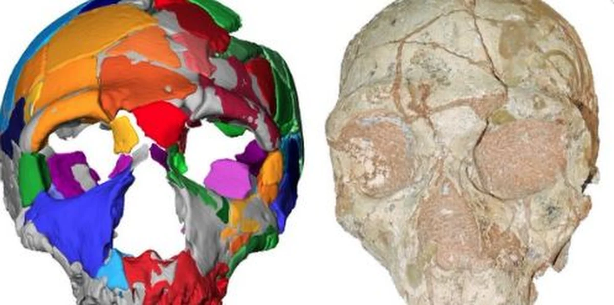 Nasi przodkowie mogli wyjść z Afryki ponad 150 tysięcy lat wcześniej, niż do tej pory przypuszczaliśmy. Przekonują o tym najnowsze badania czaszek, znalezionych w greckiej jaskini jeszcze w latach 70. ubiegłego stulecia. Wtedy uznano je za szczątki neandertalczyków, teraz okazuje się, że jedna z nich należała już prawdopodobnie do przedstawiciela Homo sapiens. Międzynarodowy zespół naukowców, pod kierunkiem badaczy z Tybingi i Aten, pisze o tym w najnowszym numerze czasopisma "Nature".