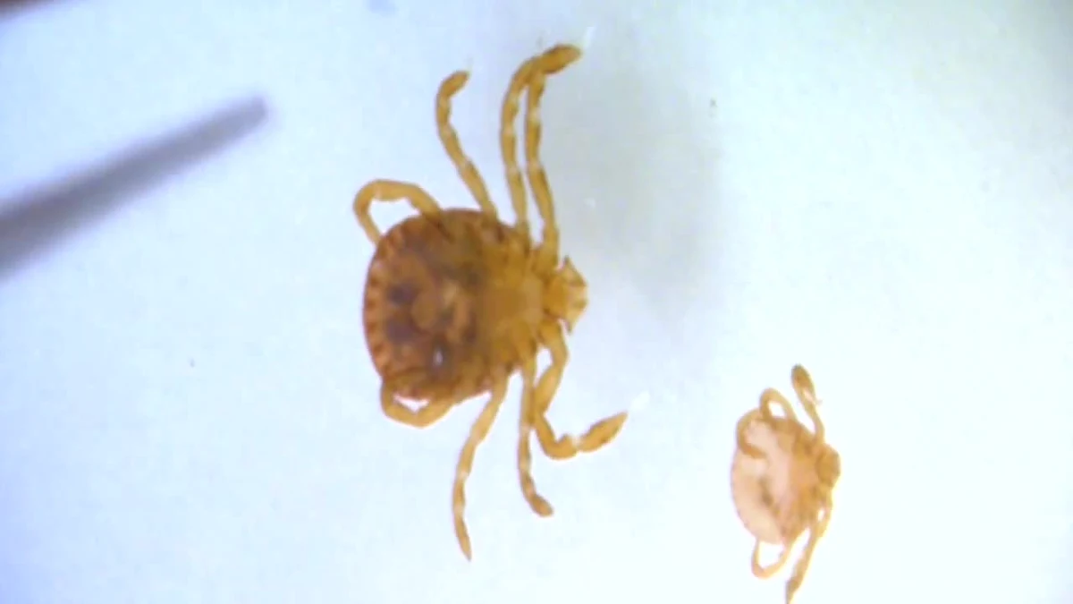 Do Polski trafił nowy rodzaj kleszcza. O odkryciu poinformowała grupa naukowców z Uniwersytetu Warszawskiego. Po roku badań mają pewność, że przywędrował z zagranicy i ma to związek z ocieplaniem się klimatu. 