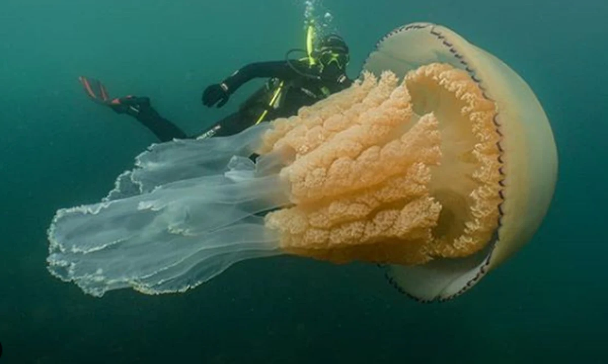 Olbrzymią meduzę wielkości człowieka napotkała podczas nurkowania biolog Lizzie Daly u południowo- zachodnich wybrzeży Wielkiej Brytanii. Biolożka opisała spotkanie z tym niezwykłym stworzeniem jako "zapierające dech w piersiach". 