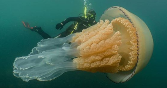 Olbrzymią meduzę wielkości człowieka napotkała podczas nurkowania biolog Lizzie Daly u południowo- zachodnich wybrzeży Wielkiej Brytanii. Biolożka opisała spotkanie z tym niezwykłym stworzeniem jako "zapierające dech w piersiach". 