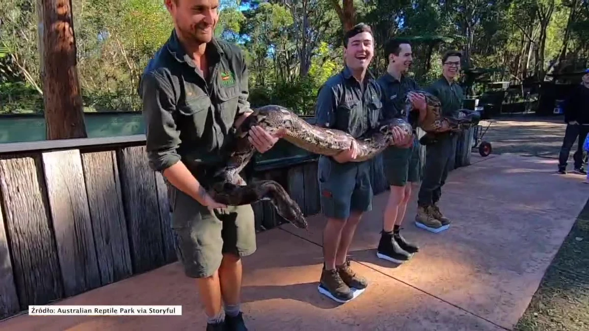 W ramach obchodów Światowego Dnia Węża, Australijski Park Gadów zaprezentował trzy swoje największe węże. Gady rywalizowały pod względem wagi i długości. Zawody przebiegły bez problemów, a zdumiona publiczność mogła zobaczyć największe węże świata w tym anakondę i pytona birmańskiego. Zwycięzcą okazał się Monster, który waży 61 kilogramów i mierzy 5.53 metra długości.
