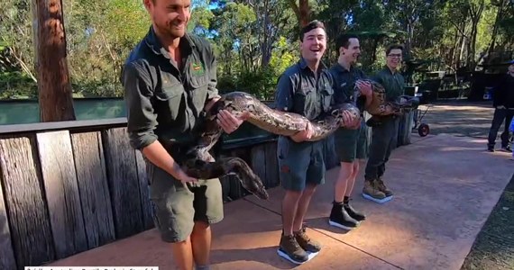 W ramach obchodów Światowego Dnia Węża, Australijski Park Gadów zaprezentował trzy swoje największe węże. Gady rywalizowały pod względem wagi i długości. Zawody przebiegły bez problemów, a zdumiona publiczność mogła zobaczyć największe węże świata w tym anakondę i pytona birmańskiego. Zwycięzcą okazał się Monster, który waży 61 kilogramów i mierzy 5.53 metra długości.