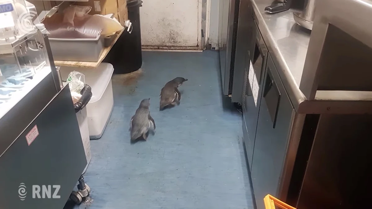 Nowozelandczycy mają problem z pingwinami. Konkretnie z pingwinami-włóczęgami, które przed rozpoczęciem sezonu godowego szukają potencjalnych miejsc do gniazdowania. Dwóm osobnikom szczególnie spodobał się food truck z sushi…potrzebne były dwie interwencje służb by pozbyć niesfornych klientów.