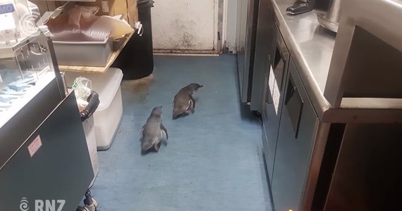 Nowozelandczycy mają problem z pingwinami. Konkretnie z pingwinami-włóczęgami, które przed rozpoczęciem sezonu godowego szukają potencjalnych miejsc do gniazdowania. Dwóm osobnikom szczególnie spodobał się food truck z sushi…potrzebne były dwie interwencje służb by pozbyć niesfornych klientów.