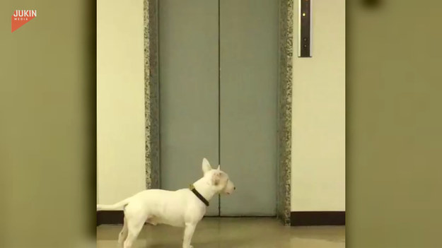 Psiak czekał na swojego właściciela przed windą. Jak będzie jego reakcja?