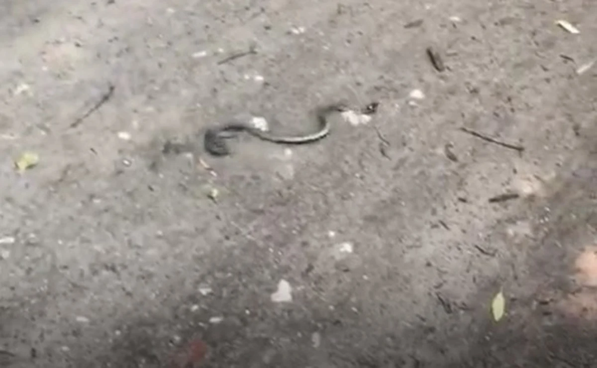 Niecodzienna interwencja policjantów w Grudziądzu. Mundurowi schwytali w mieście węż, który mogła stanowić zagrożenie dla mieszkańców. Gad trafił już w bezpieczne miejsce.