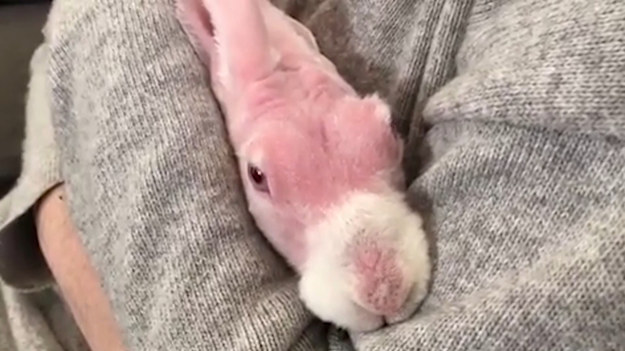 Ten królik nazywa się Mr Bigglesworth i jest prawdziwą gwiazdą Instagrama. Wszystko dzięki wyglądowi. Urodził się bowiem pozbawiony sierści. 