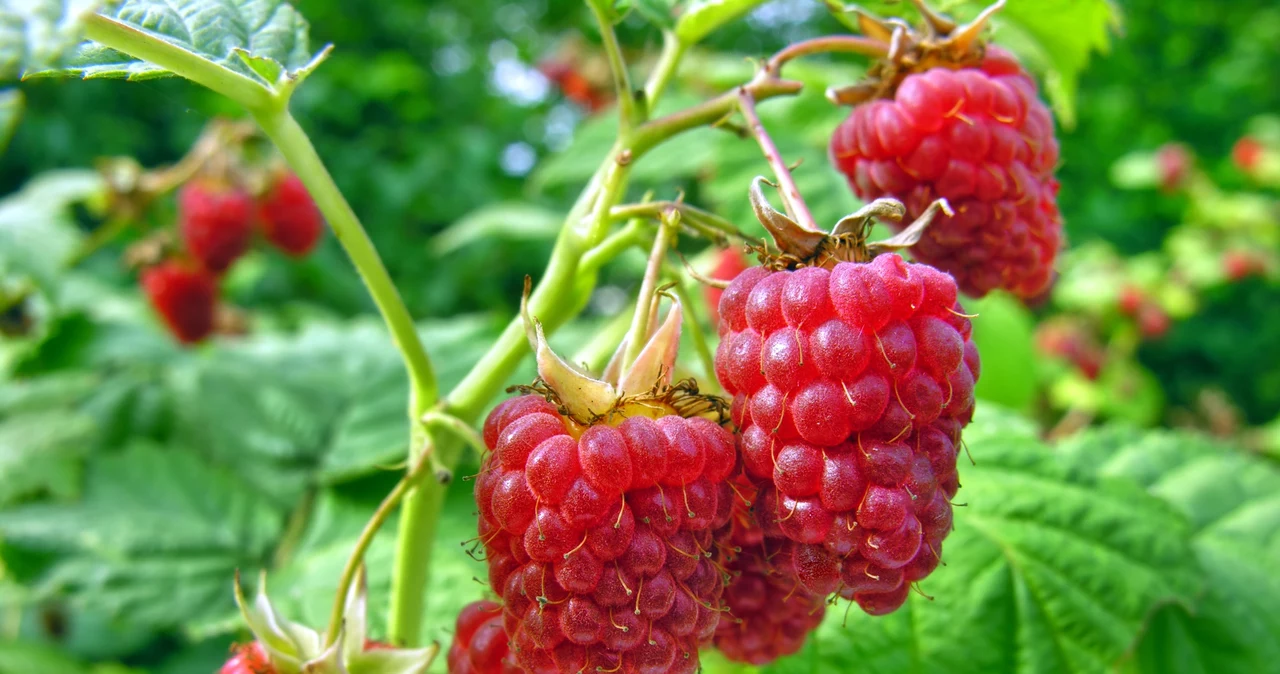  Zazwyczaj lądują w koszu na śmieci. Zrobisz z nich naturalny nawóz pod maliny